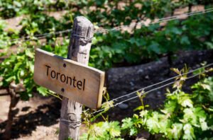 Ruộng nho Torontel