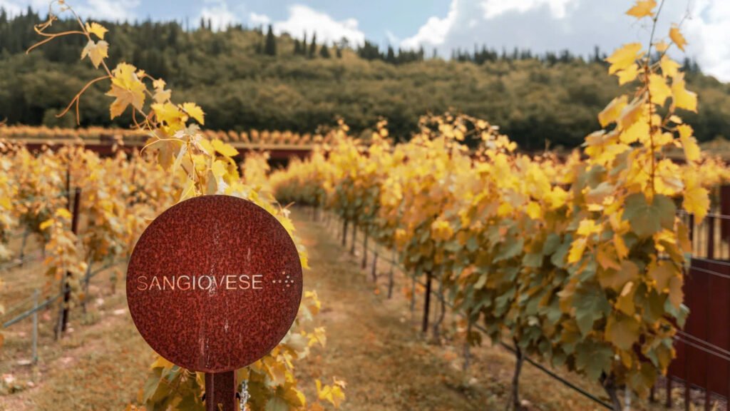 Khám Phá Rượu Vang Từ Giống Nho Sangiovese – Linh Hồn Của Vang Ý | Rượu Vang Wine Home Vườn Nho Sangiovese