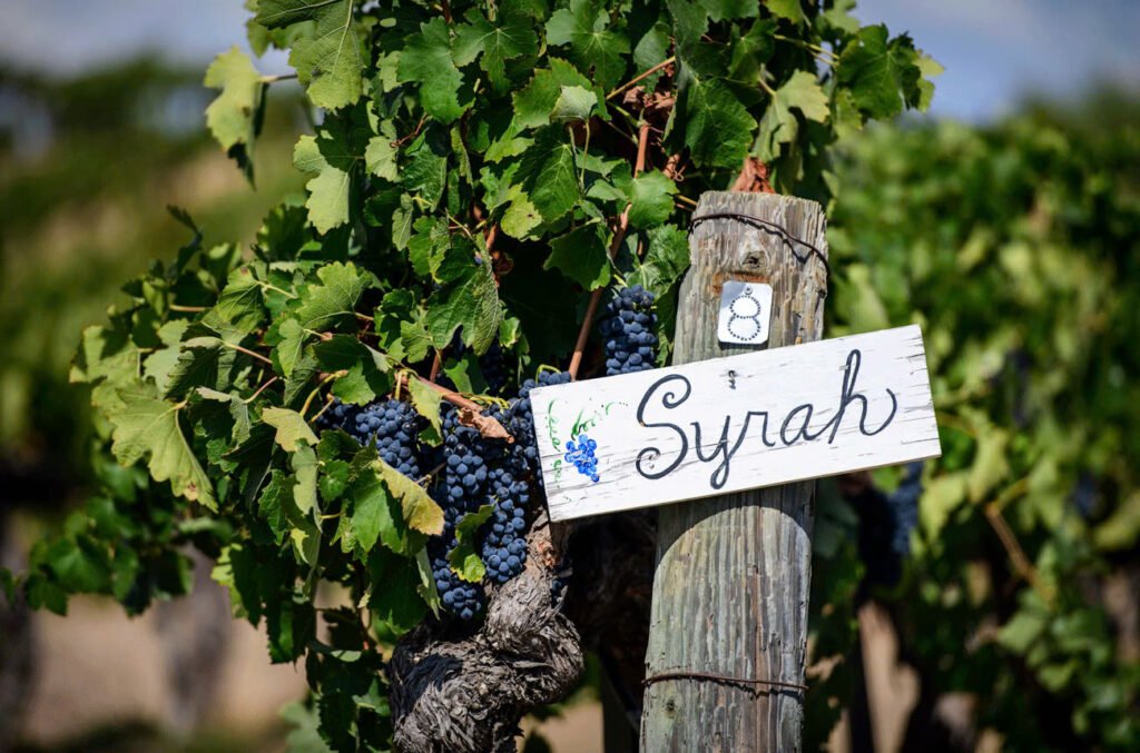 Nho Syrah (Shiraz)