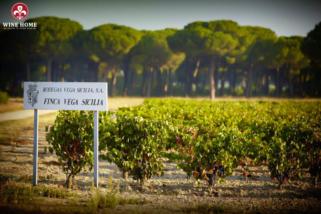 Bodegas Vega Sicilia
