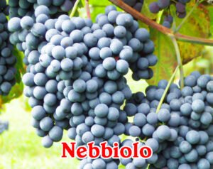 nho Nebbiolo