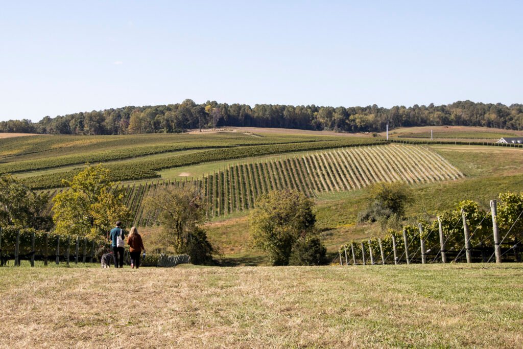 Tìm Hiểu Vùng rượu vang Veneto – Trái tim rượu vang phía Bắc nước Ý | Rượu Vang Wine Home Các vườn nho tại Veneto