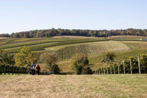 Các vườn nho tại Veneto