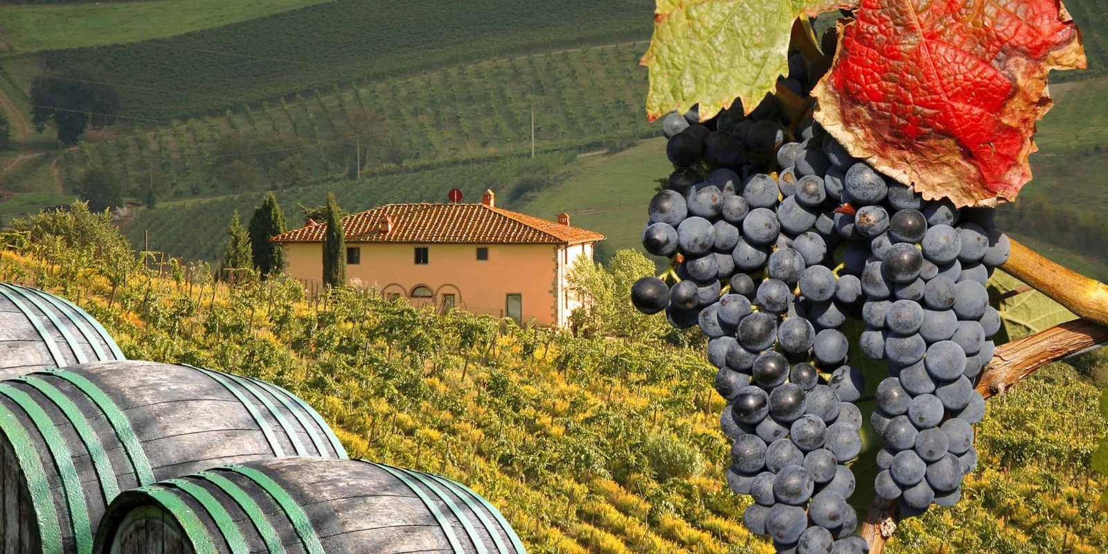 Giống Nho Đặc Trưng Của Tuscany