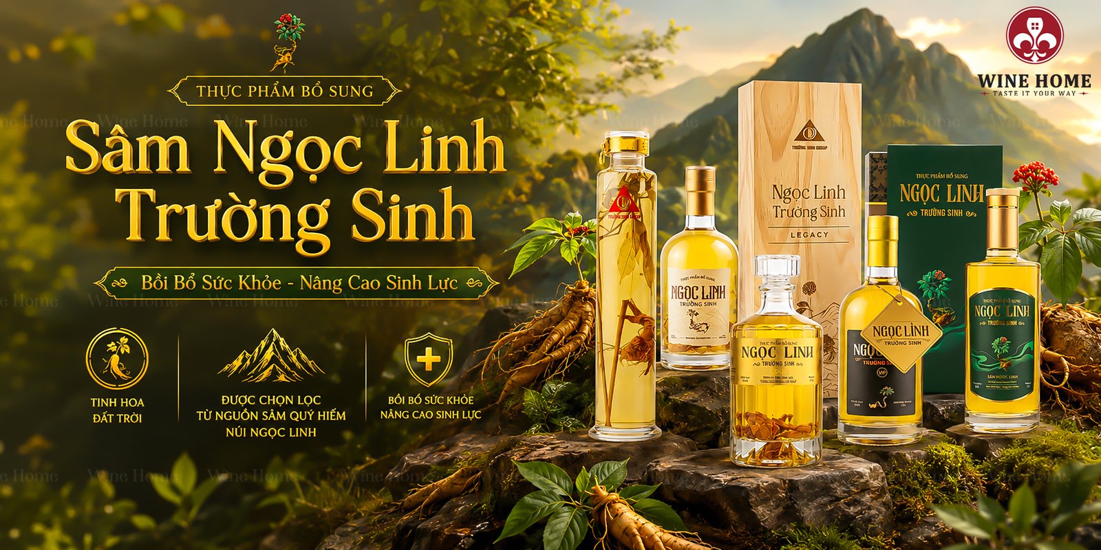 Sâm Ngọc Linh – Quốc bảo đại ngàn, tinh túy từ thiên nhiên Việt