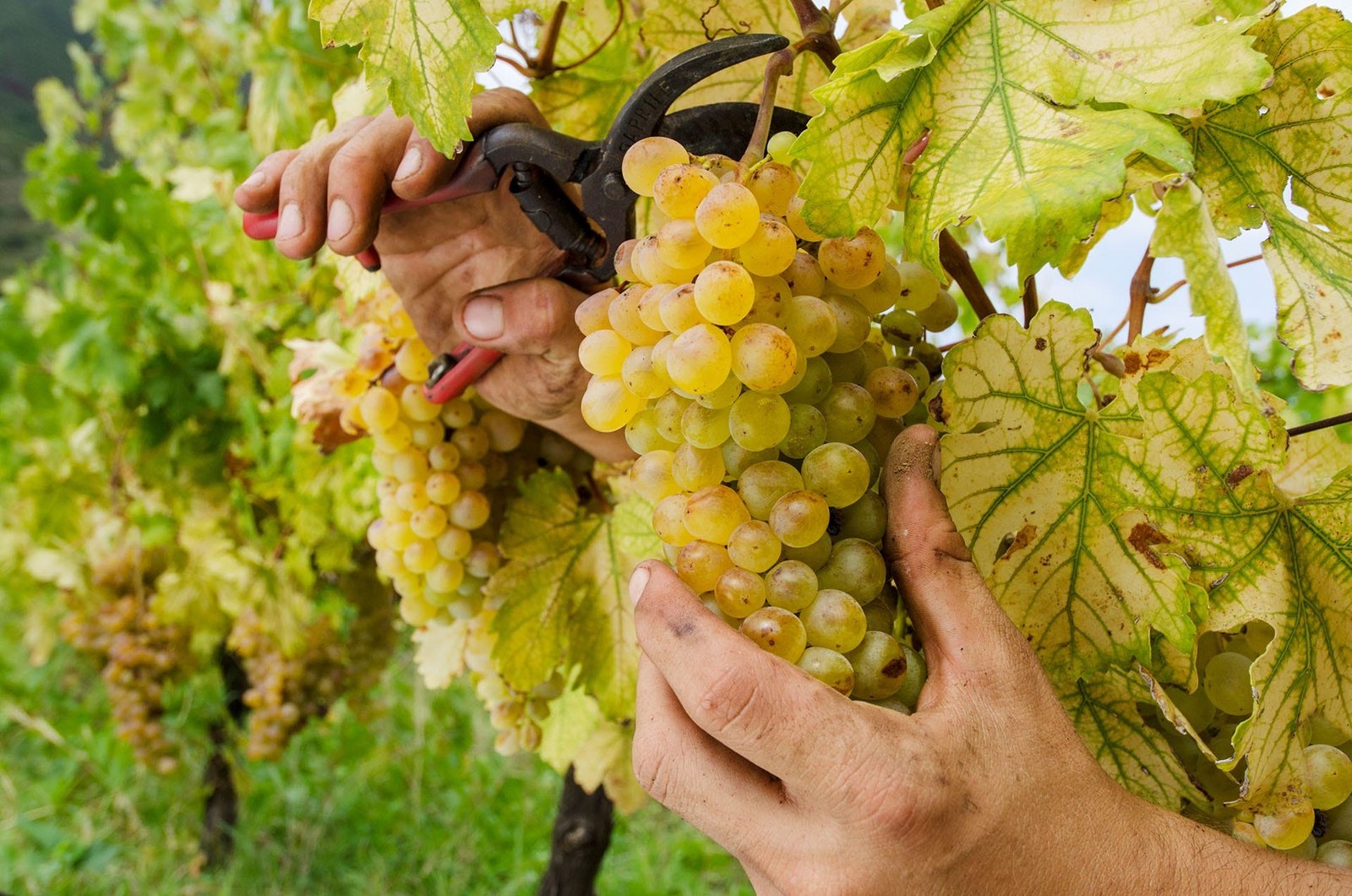 Nho Malvasia