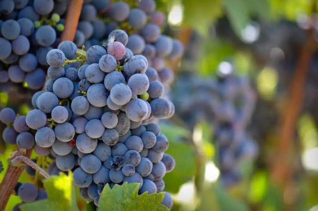 Nho Nero d