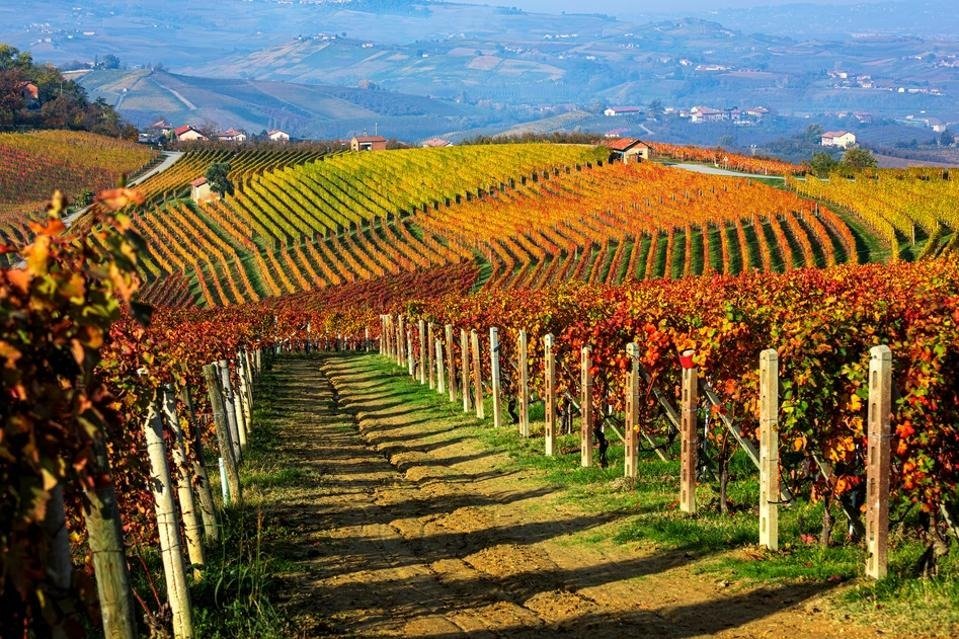 Ruộng nho làm rượu vang tại vùng rượu vang Piedmont