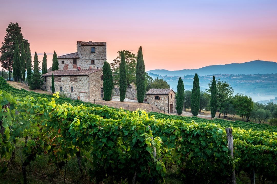 Vườn nho làm rượu vang tại vùng rượu vang Tuscany