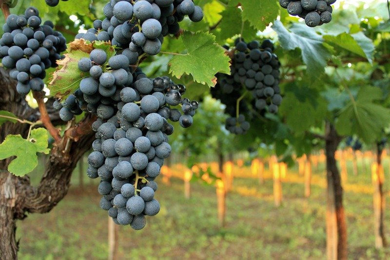 Nho Montepulciano
