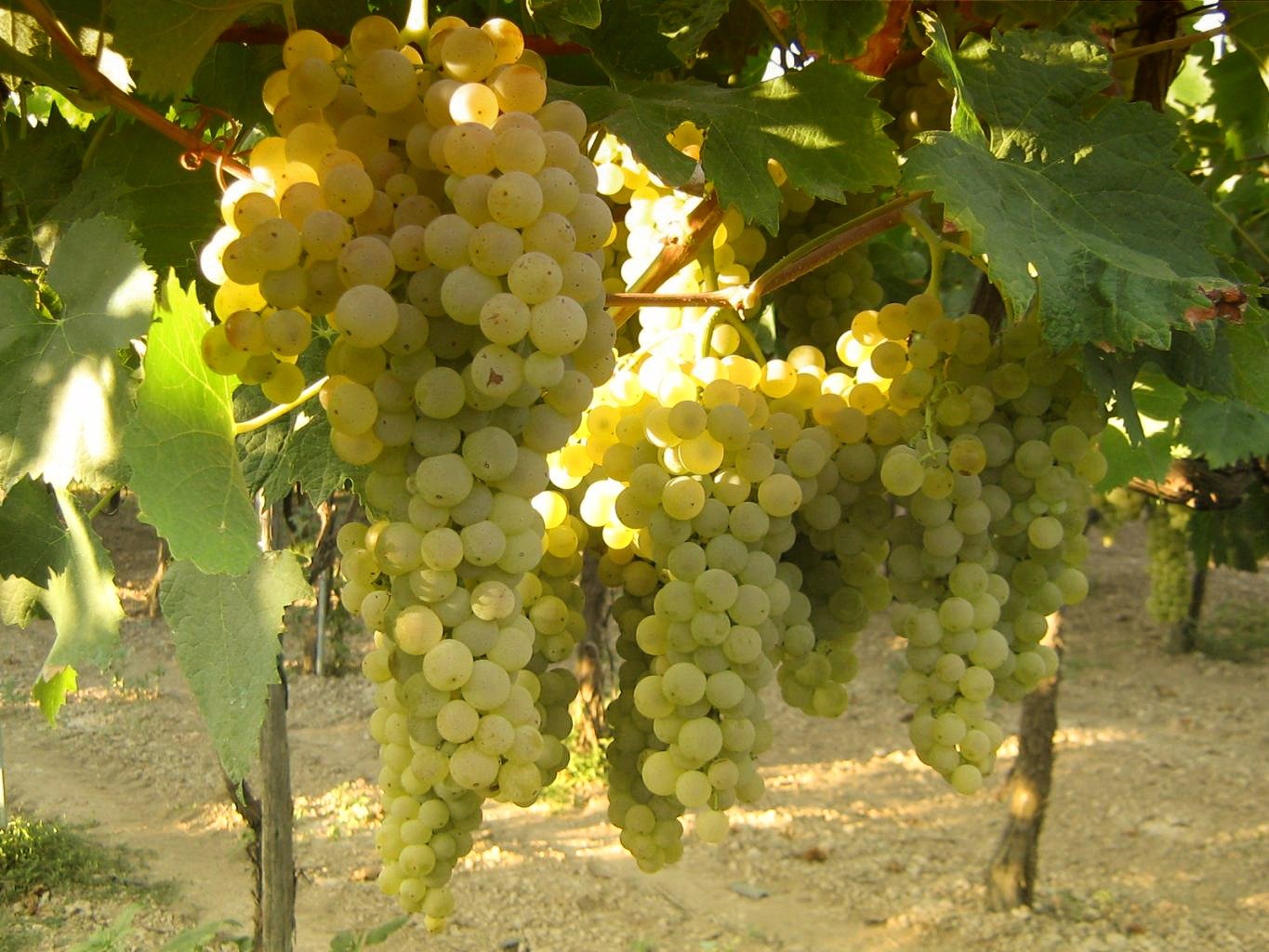 Nho Trebbiano