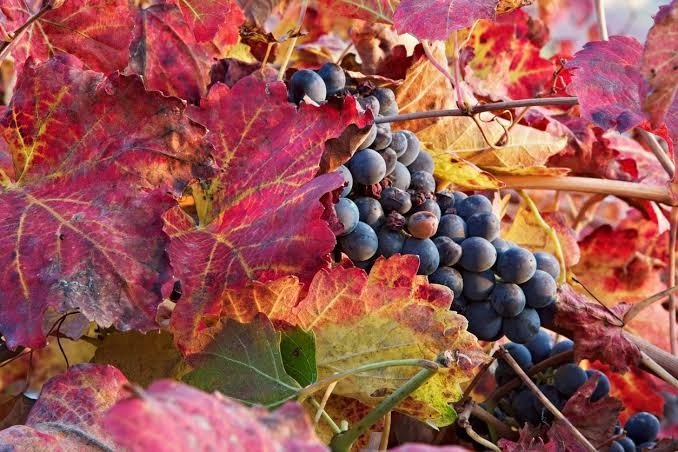 Nho Lambrusco
