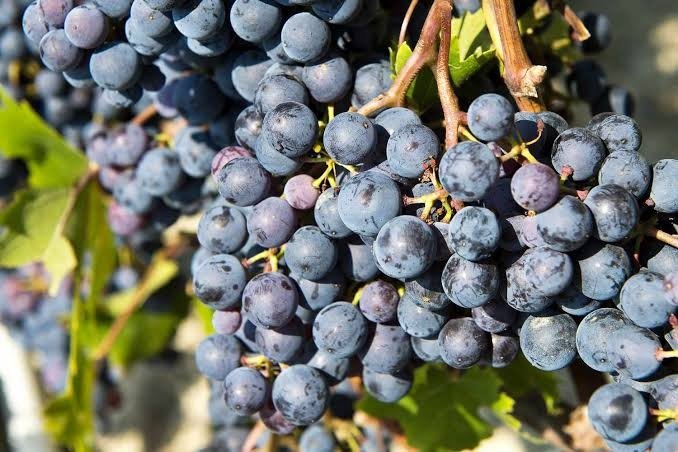 Nho Nebbiolo