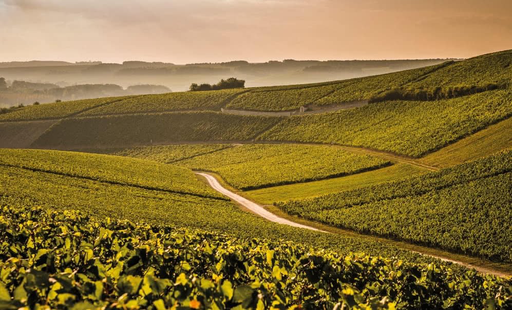 Chablis Là Gì? Khám Phá Tiểu Vùng Vang Trắng Danh Tiếng Nhất Burgundy | Rượu Vang Wine Home Các ruộng nho tại vùng rượu vang Chablis