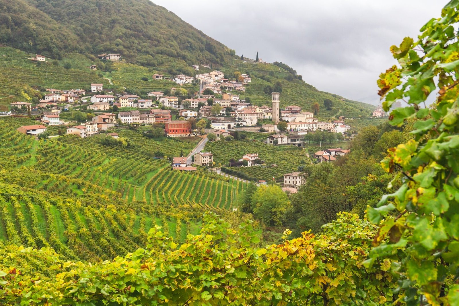 Vườn nho làm rượu vang tại vùng rượu vang Veneto