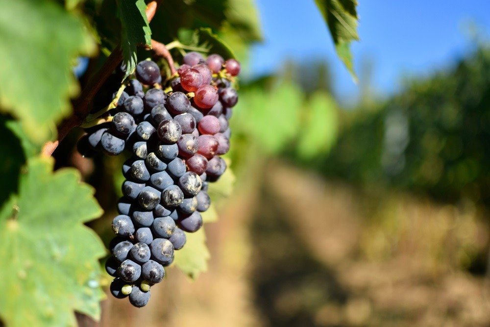 Nho Sangiovese
