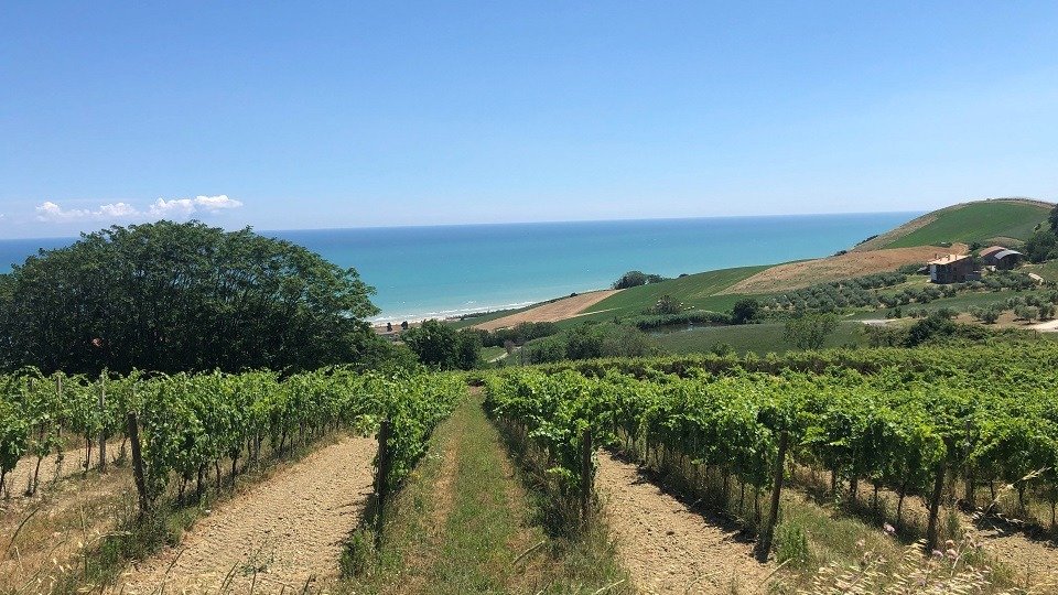 Vườn nho làm rượu vang tại Abruzzo