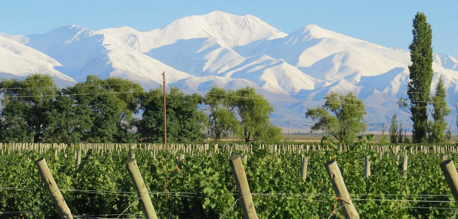 Các ruộng nho làm rượu vang tại Argentina