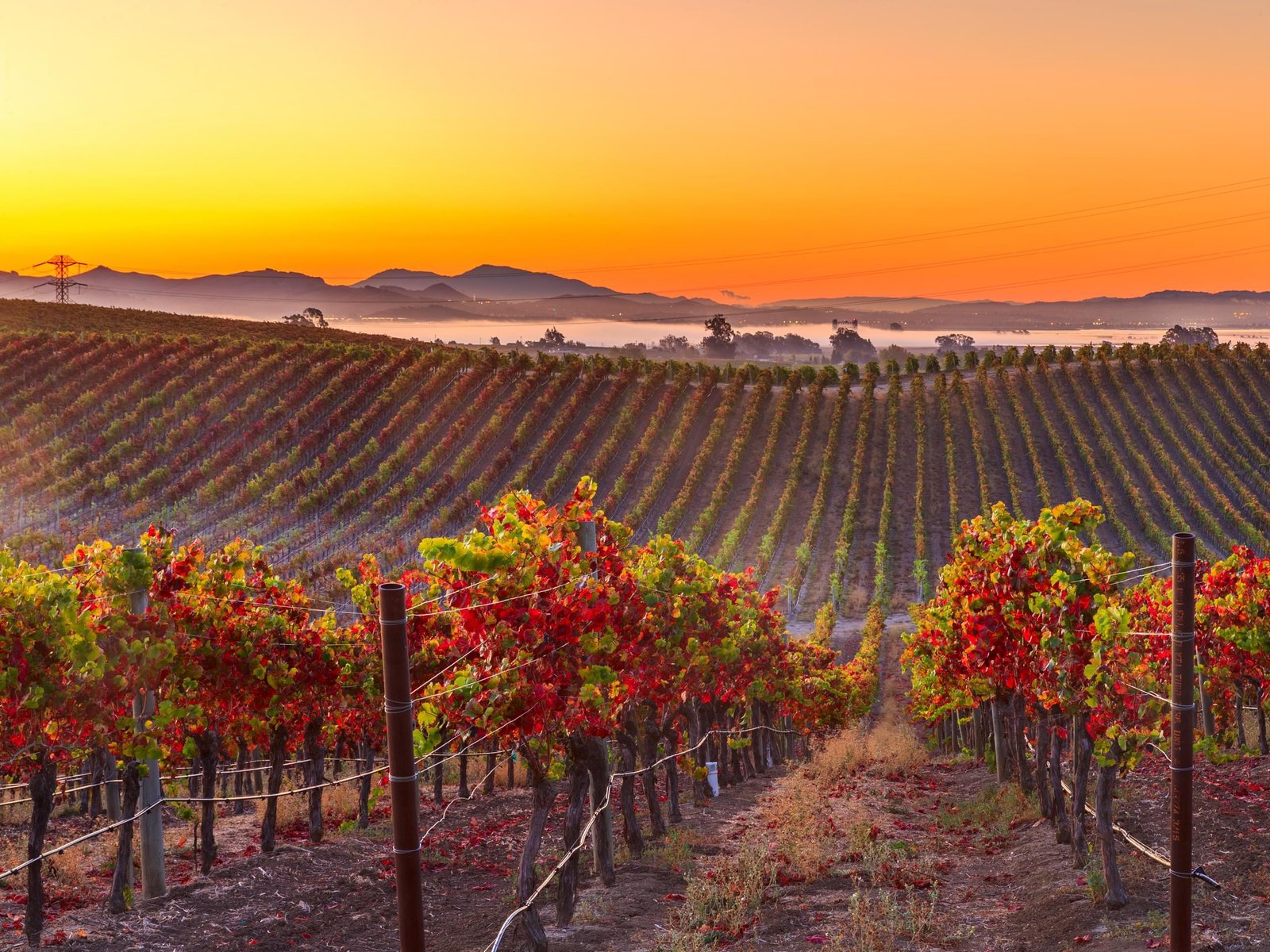 Các ruộng nho làm rượu vang tại Napa Valley