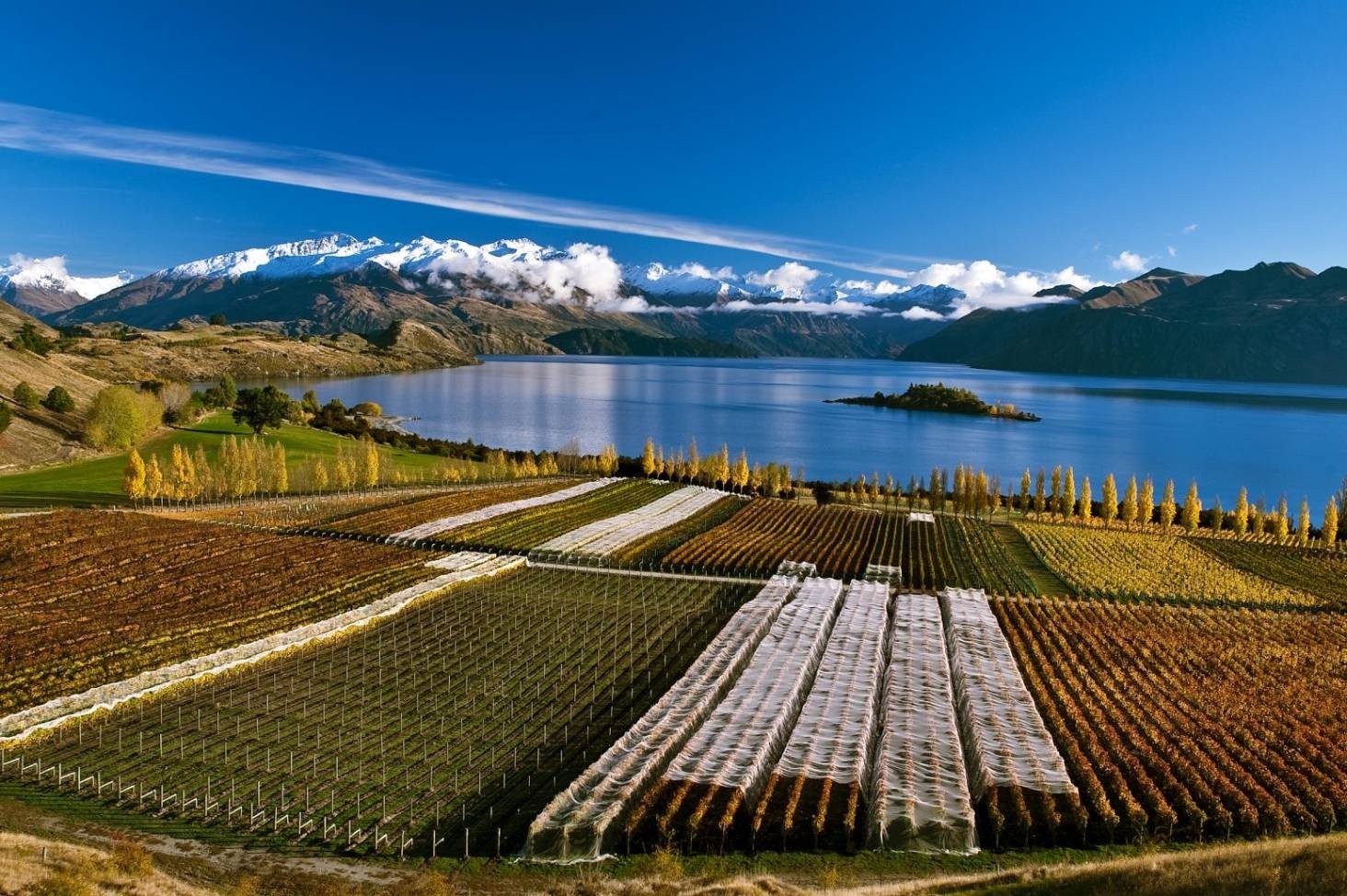 Khu vực trồng nho làm rượu vang tại New Zealand