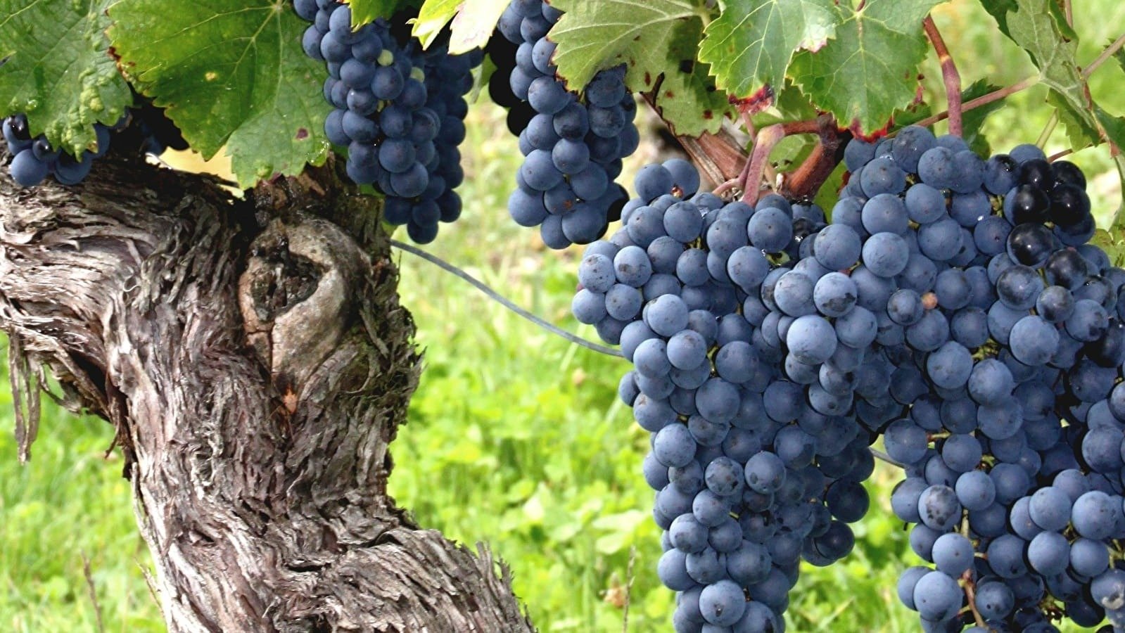 Nho Cabernet Franc