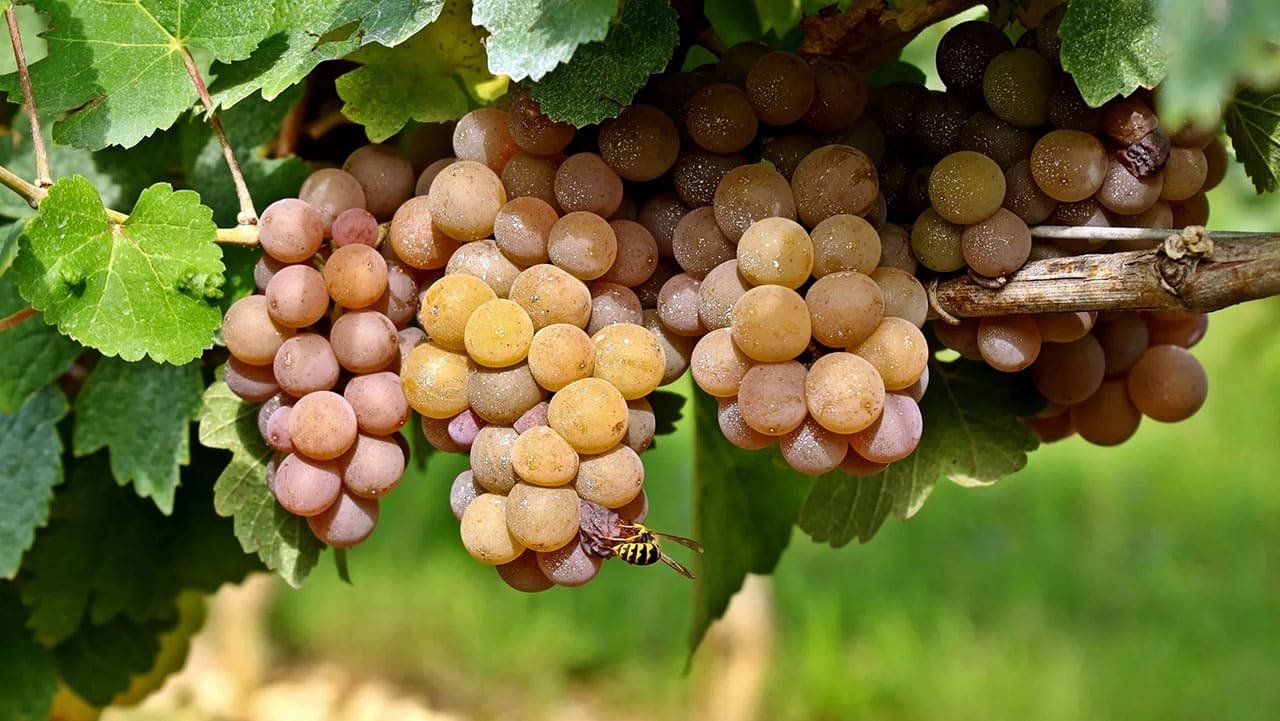 4 giống nho trắng làm rượu vang phổ biến nhất thế giới | Rượu Vang Wine Home Nho Pinot Gris